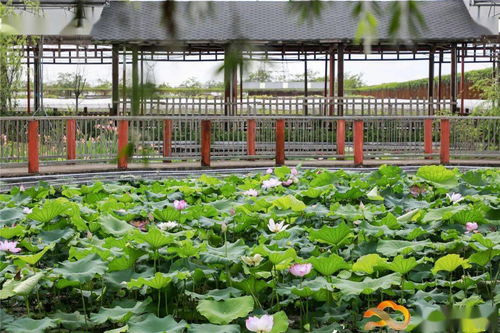 假日游客量創新高，白云觀光園農產品零售迎來新熱潮