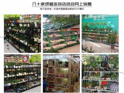 從創(chuàng)意到財(cái)富 90后小伙如何以商業(yè)思維玩轉(zhuǎn)盆景，年銷7500萬